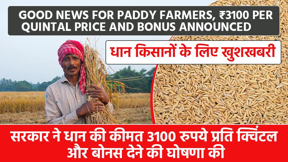 Paddy price: धान किसानों के लिए खुशखबरी, सरकार ने धान की कीमत 3100 रुपये प्रति क्विंटल और बोनस देने की घोषणा की