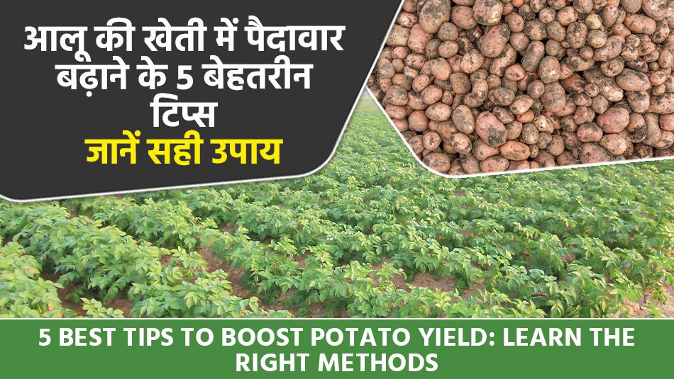 5 Easy and effective ways to increase yield in potato farming 5 Easy and effective ways to increase yield in potato farming