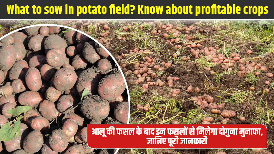 What to sow in potato field? Know about profitable crops What to sow in potato field? Know about profitable crops