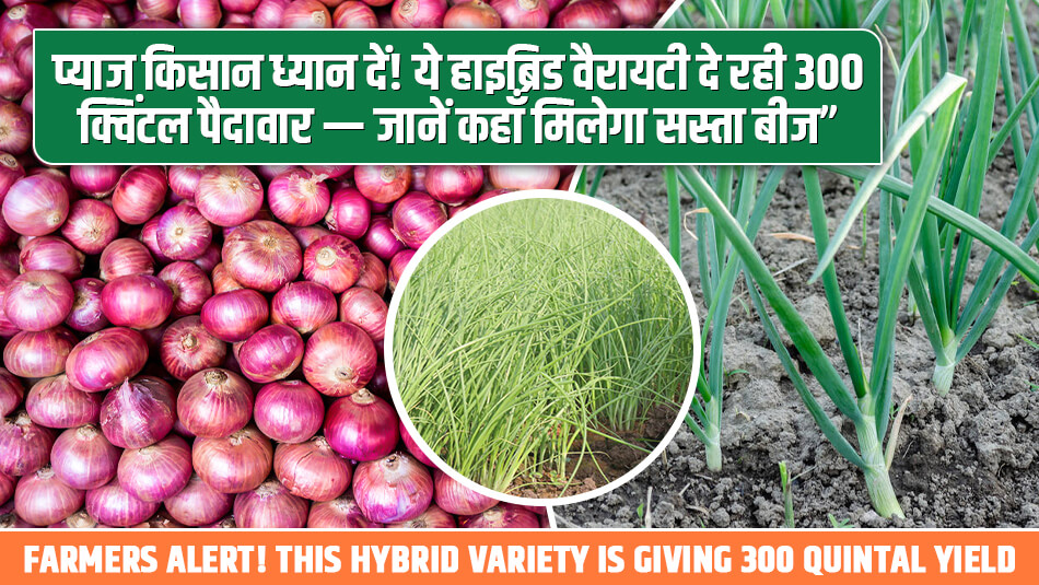 Pyaj Ki Kheti: प्याज किसान ध्यान दें! ये हाइब्रिड वैरायटी दे रही 300 क्विंटल पैदावार — जानें कहाँ मिलेगा सस्ता बीज”