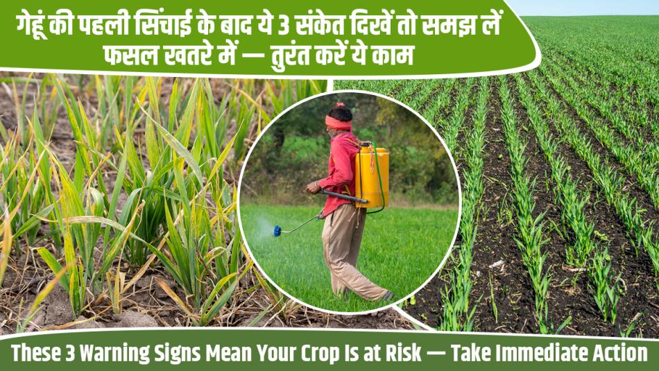 Wheat Farming: After the First Irrigation, These 3 Warning Signs Mean Your Crop Is at Risk — Take Immediate Action