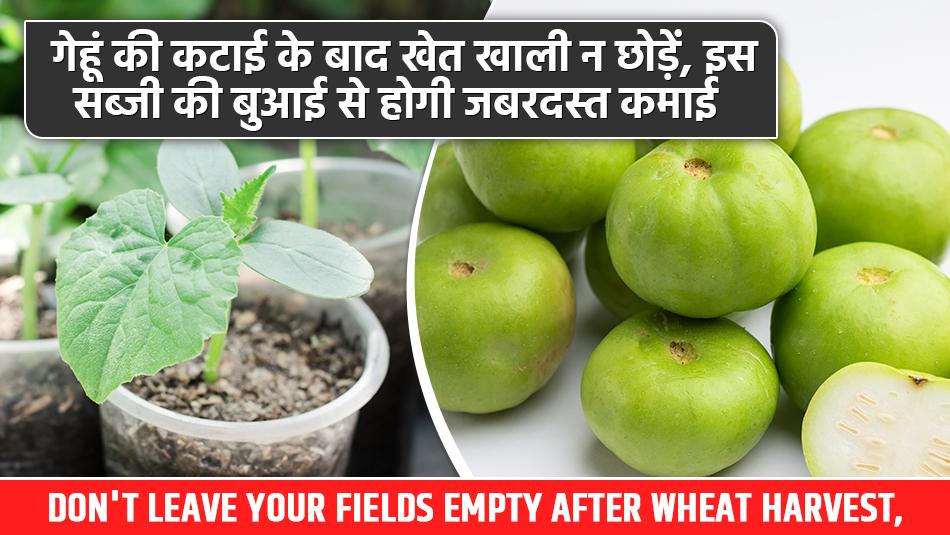 Don't Leave Your Fields Empty After Wheat Harvest, Grow This Vegetable for Great Profits