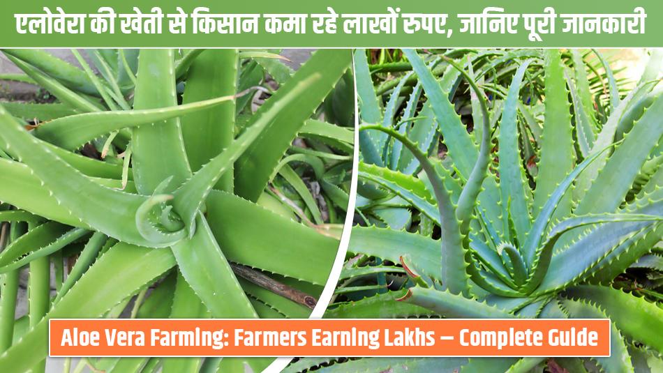 एलोवेरा की खेती से किसान कमा रहे लाखों रुपए, जानिए पूरी जानकारी