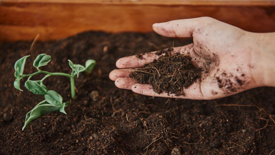 Earning Big from Cow Dung, How One Farmer Built a Lakh-Rupee Business from Vermicompost Earning Big from Cow Dung, How One Farmer Built a Lakh-Rupee Business from Vermicompost