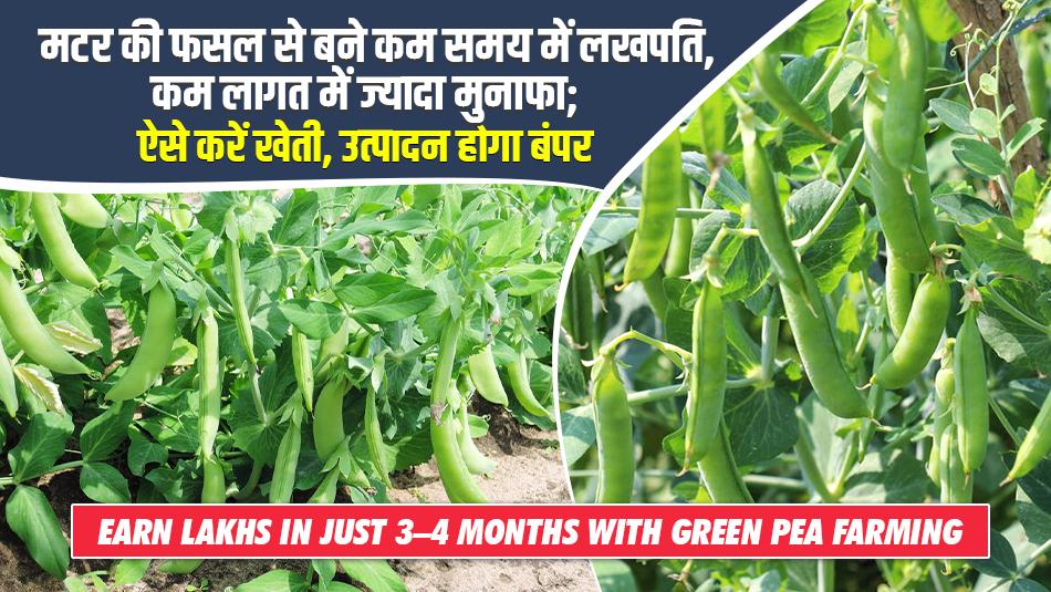 Earn Lakhs in Just 3–4 Months with Green Pea Farming — Know the Right Time and Techniques