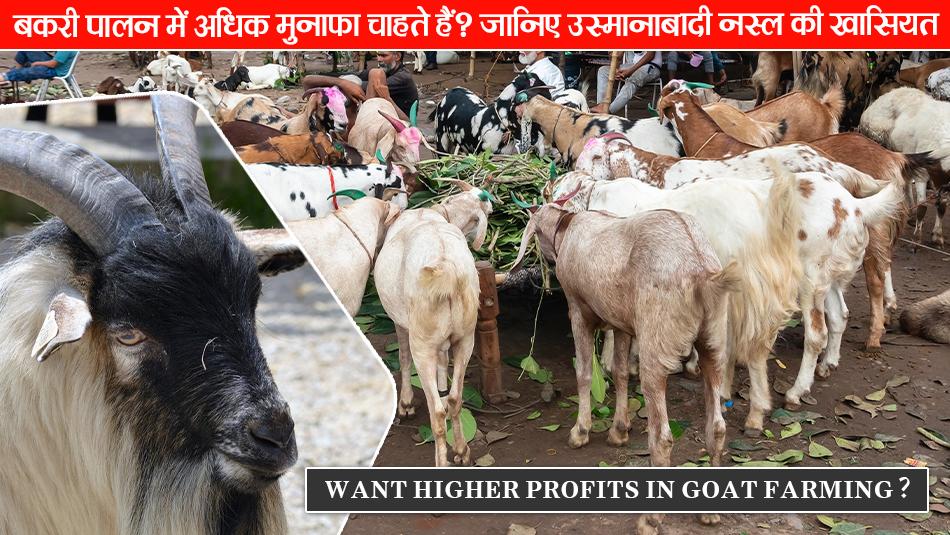 Goat farming: बकरी पालन में अधिक मुनाफा चाहते हैं? जानिए उस्मानाबादी नस्ल की खासियत