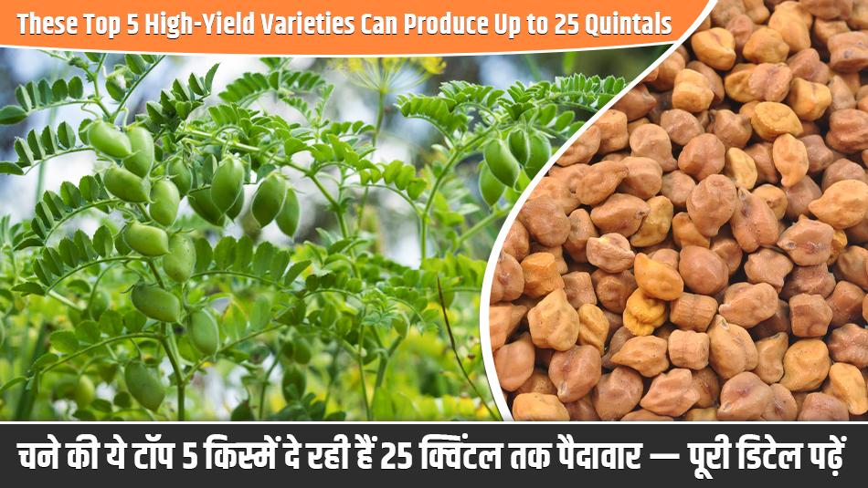 Chickpea Farming: These Top 5 High-Yield Varieties Can Produce Up to 25 Quintals — Full Details Inside