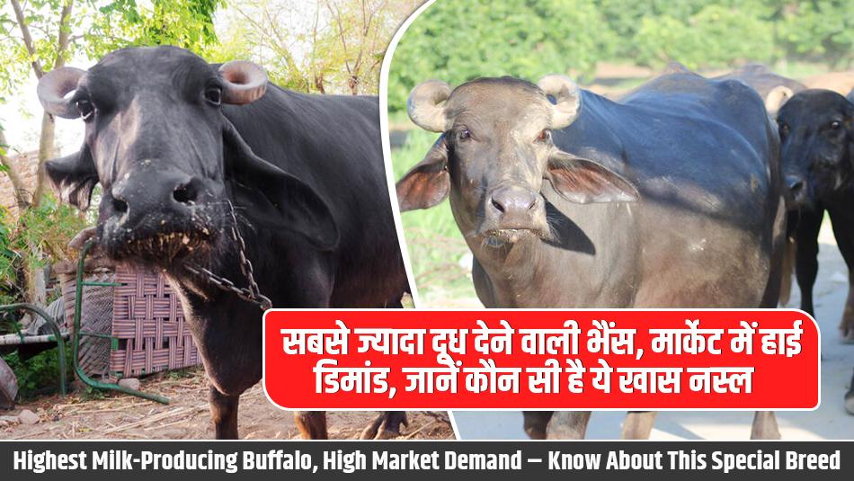 Highest Milk-Producing Buffalo, High Market Demand – Know About This Special Breed