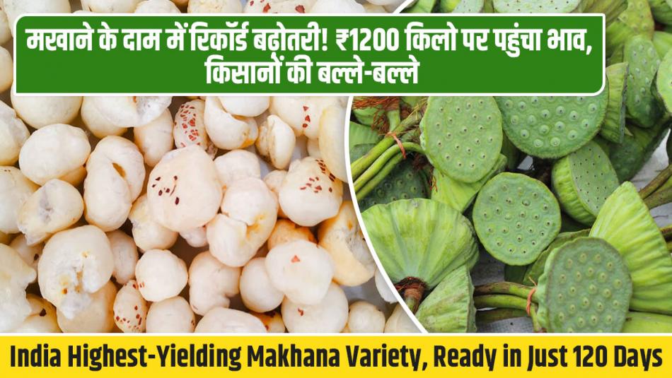 India Highest-Yielding Makhana Variety, Ready in Just 120 Days – Know Its Name and Features India Highest-Yielding Makhana Variety, Ready in Just 120 Days – Know Its Name and Features