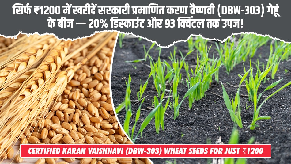 Buy Government-Certified Karan Vaishnavi (DBW-303) Wheat Seeds for Just ₹1200 — Get 20% Discount and Yield Up to 93 Quintals!