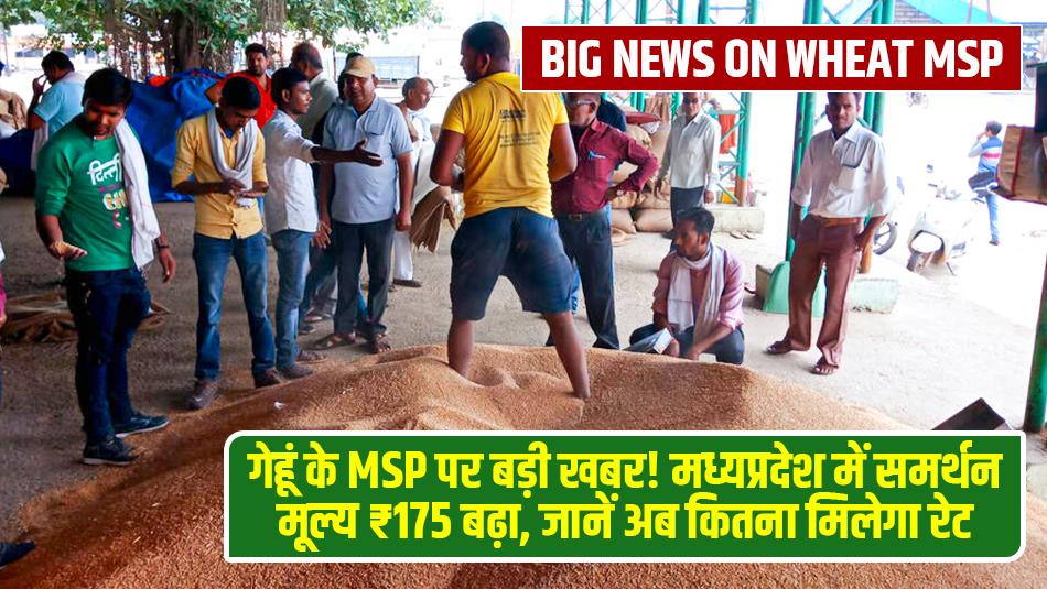 Big News on Wheat MSP! Madhya Pradesh Increases Support Price by ₹175 – Know the New Rate Big News on Wheat MSP! Madhya Pradesh Increases Support Price by ₹175 – Know the New Rate