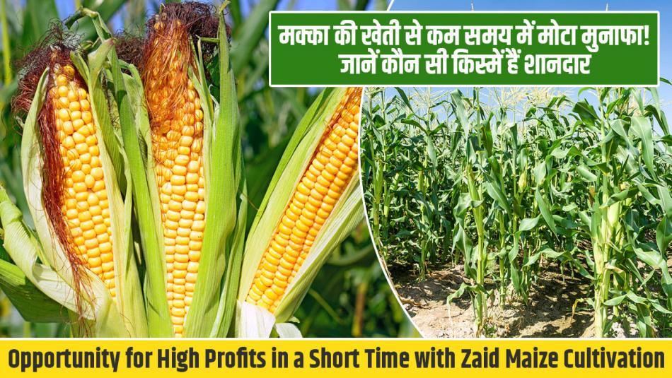 Opportunity for High Profits in a Short Time with Zaid Maize Cultivation—These Varieties Are Outstanding Opportunity for High Profits in a Short Time with Zaid Maize Cultivation—These Varieties Are Outstanding