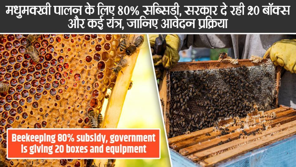 मधुमक्खी पालन से कमाएं मोटा मुनाफा! बॉक्स, छत्तों और कंटेनरों पर सरकार दे रही सब्सिडी