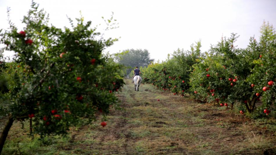 Bihar Government Offers 75% Subsidy on Fruit Farming and Irrigation – Apply Now