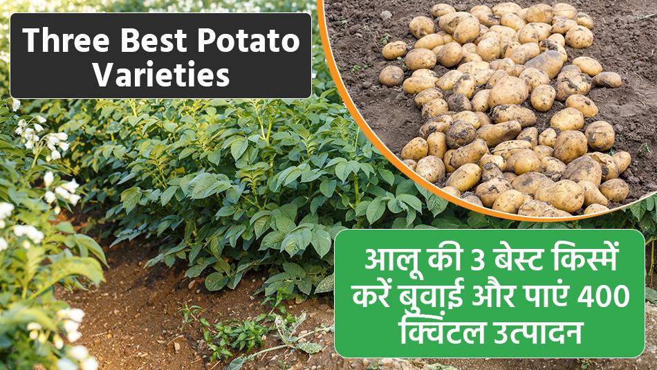 Aalu ki kheti: आलू की खेती से मालामाल होना चाहते हैं? जानिए आलू की बुवाई का सही समय, उन्नत तकनीकें और विशेषज्ञों की सलाह