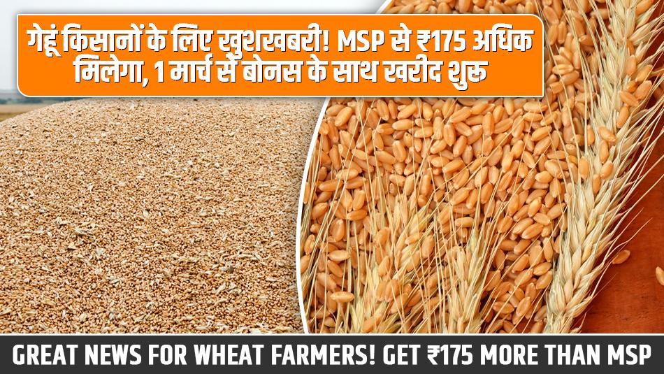 गेहूं किसानों के लिए खुशखबरी! MSP से ₹175 अधिक मिलेगा, 1 मार्च से बोनस के साथ खरीद शुरू