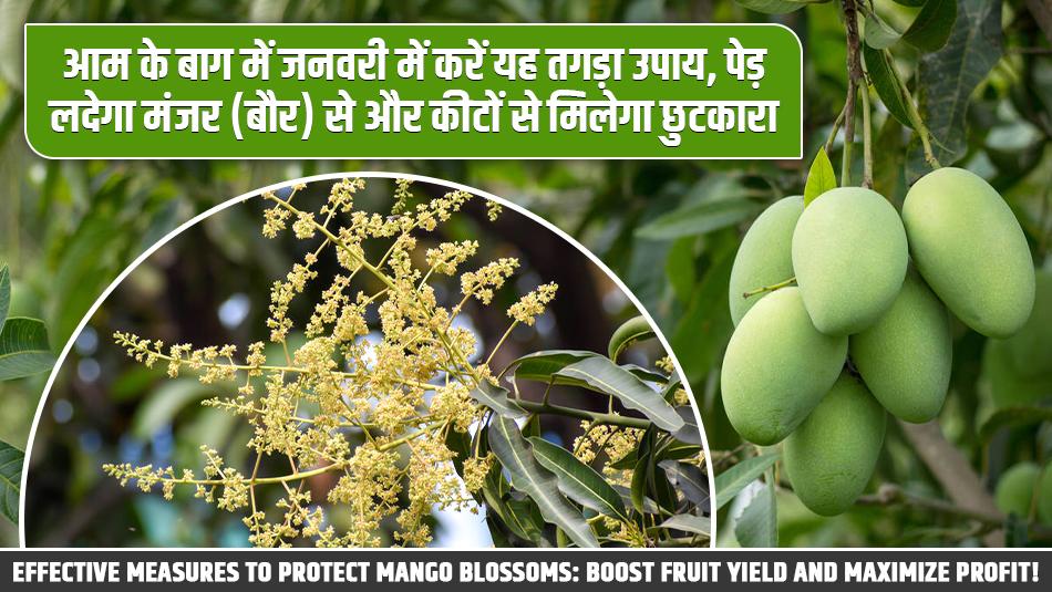 Effective Measures to Protect Mango Blossoms: Boost Fruit Yield and Maximize Profit! Effective Measures to Protect Mango Blossoms: Boost Fruit Yield and Maximize Profit!