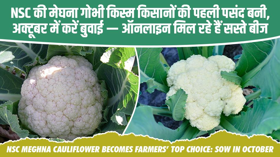 NSC की मेघना गोभी किस्म किसानों की पहली पसंद बनी, अक्टूबर में करें बुवाई — ऑनलाइन मिल रहे हैं सस्ते बीज