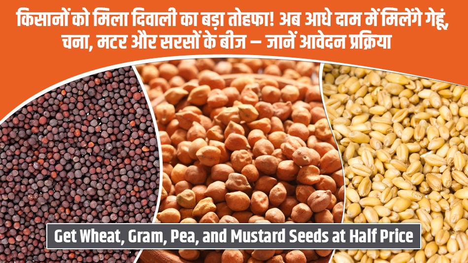 Big Diwali Gift for Farmers! Get Wheat, Gram, Pea, and Mustard Seeds at Half Price – Check Full Application Process