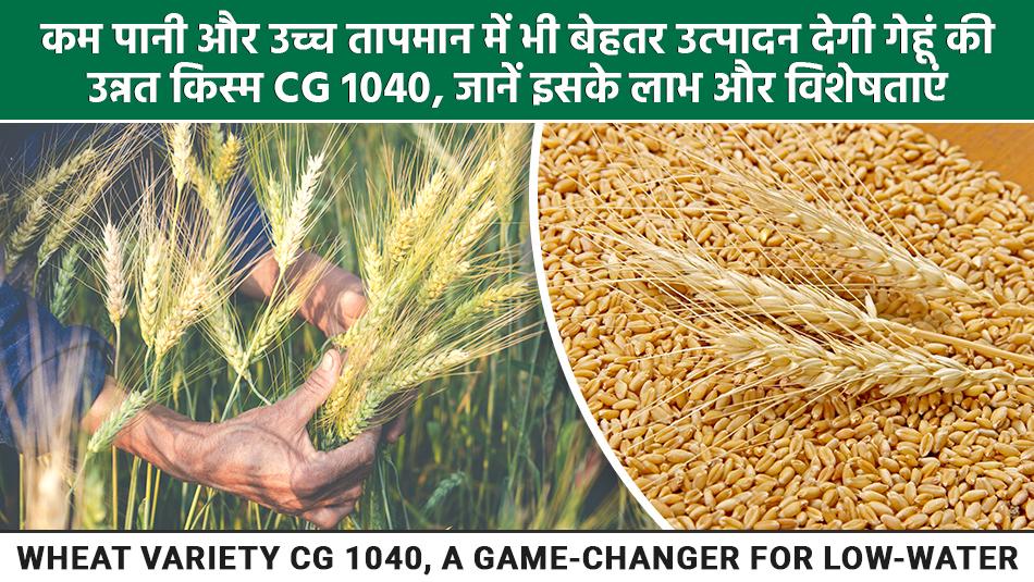 Wheat Variety CG 1040, A Game-Changer for Low-Water, High-Temperature Farming Wheat Variety CG 1040, A Game-Changer for Low-Water, High-Temperature Farming