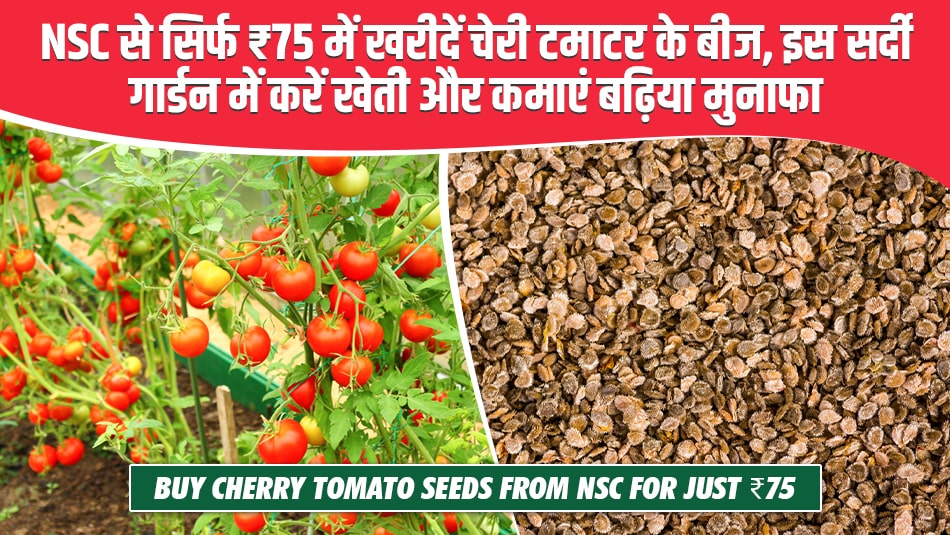 NSC से सिर्फ ₹75 में खरीदें चेरी टमाटर के बीज, इस सर्दी गार्डन में करें खेती और कमाएं बढ़िया मुनाफा
