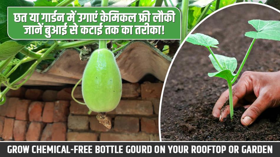 Grow Chemical-Free Bottle Gourd on Your Rooftop or Garden – From Sowing to Harvesting Grow Chemical-Free Bottle Gourd on Your Rooftop or Garden – From Sowing to Harvesting