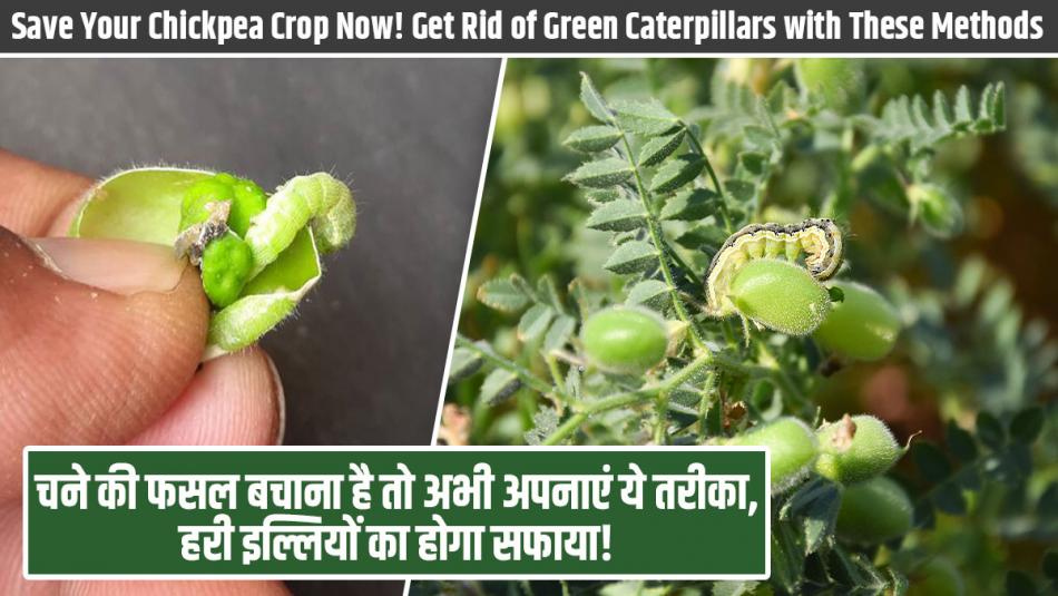 Save Your Chickpea Crop Now! Get Rid of Green Caterpillars with These Methods Save Your Chickpea Crop Now! Get Rid of Green Caterpillars with These Methods