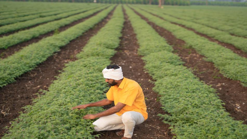 Farmers Growing Chickpeas Should Pay Attention to These Key Points, or Their Efforts May Go in Vain Farmers Growing Chickpeas Should Pay Attention to These Key Points, or Their Efforts May Go in Vain