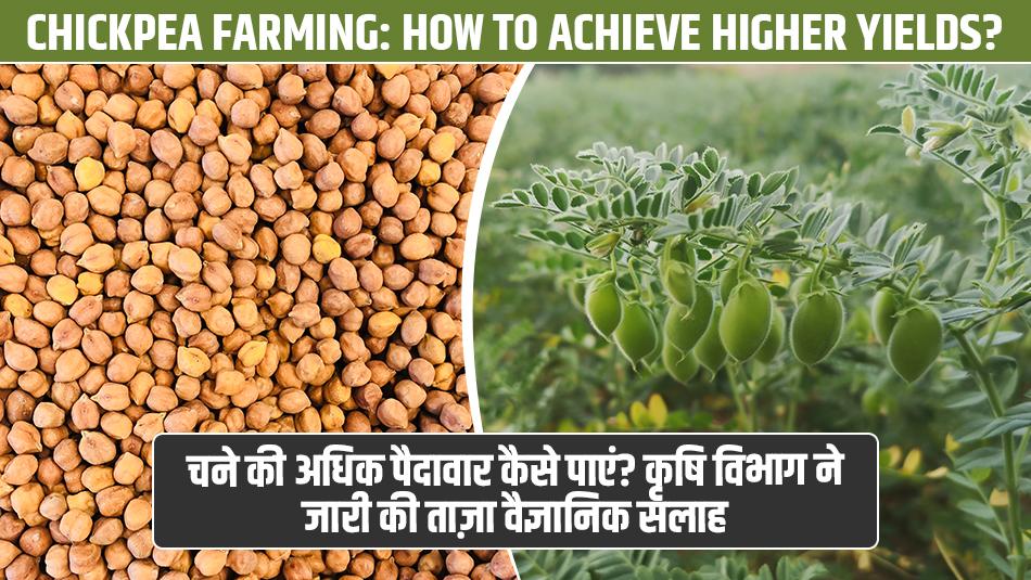 Chickpea Farming: How to Achieve Higher Yields? Agriculture Department Issues New Scientific Advisory