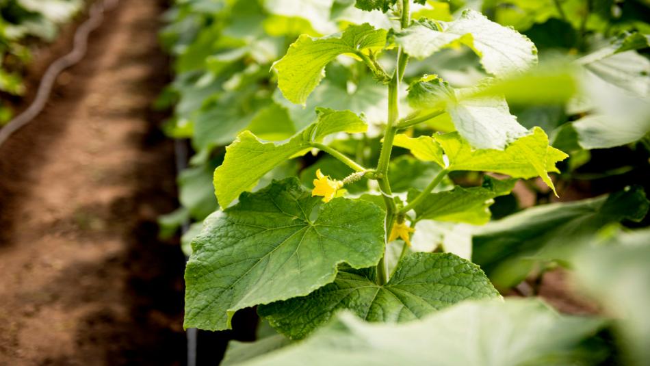 Farmers Adopting New Techniques, Climbing Vegetables Bringing Record Earnings Farmers Adopting New Techniques, Climbing Vegetables Bringing Record Earnings