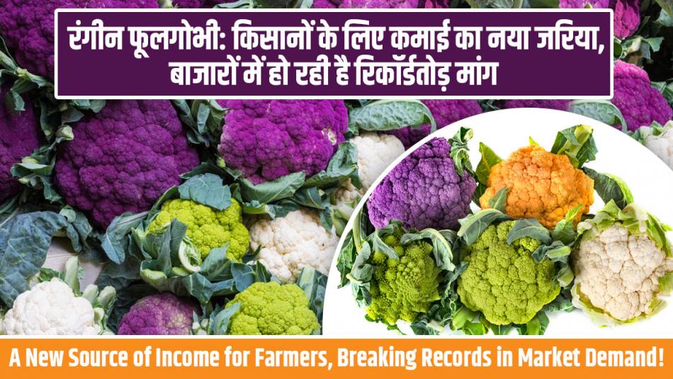 Colored Cauliflower: A New Source of Income for Farmers, Breaking Records in Market Demand! Colored Cauliflower: A New Source of Income for Farmers, Breaking Records in Market Demand!