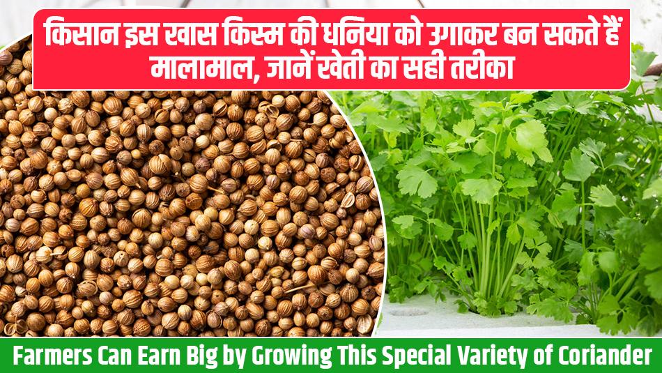 Farmers Can Earn Big by Growing This Special Variety of Coriander, Learn the Right Method of Cultivation Farmers Can Earn Big by Growing This Special Variety of Coriander, Learn the Right Method of Cultivation