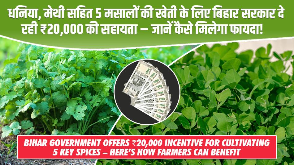 धनिया, मेथी सहित 5 मसालों की खेती के लिए बिहार सरकार दे रही ₹20,000 की सहायता – जानें कैसे मिलेगा फायदा!