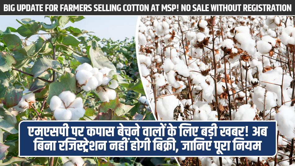 Big Update for Farmers Selling Cotton at MSP! No Sale Without Registration – Know the Complete Rule