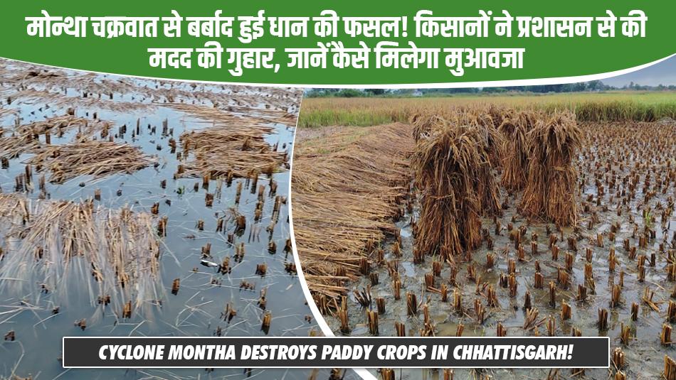मोन्था चक्रवात से बर्बाद हुई धान की फसल! किसानों ने प्रशासन से की मदद की गुहार, जानें कैसे मिलेगा मुआवजा