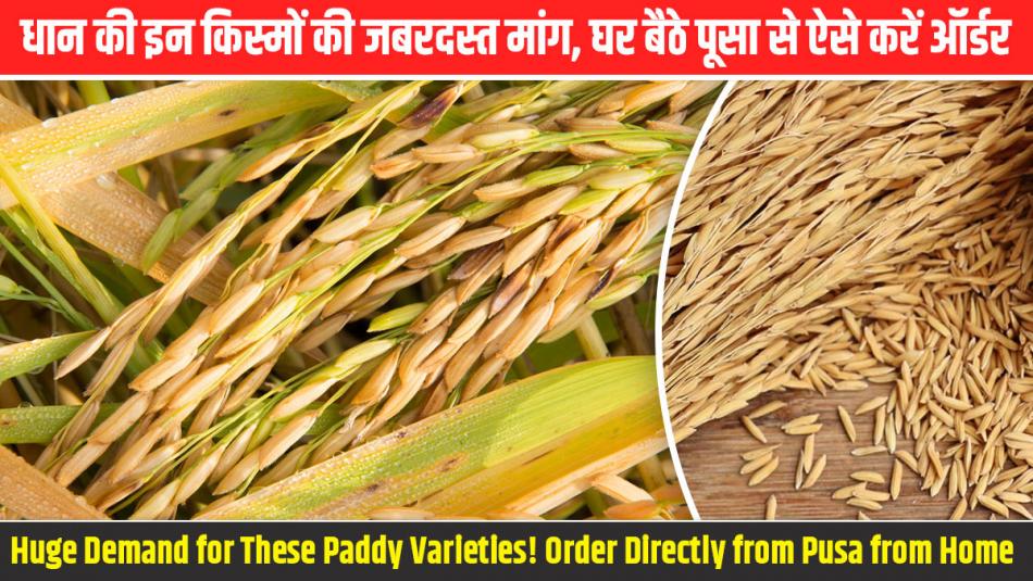Dhan ki variety: धान की इन किस्मों की जबरदस्त मांग, घर बैठे पूसा से ऐसे करें ऑर्डर