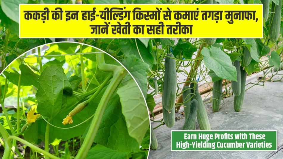 Earn Huge Profits with These High-Yielding Cucumber Varieties – Know the Right Farming Method Earn Huge Profits with These High-Yielding Cucumber Varieties – Know the Right Farming Method