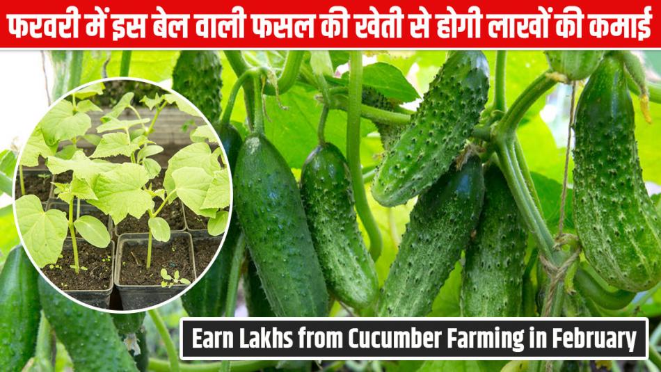 Farmers, Pay Attention! Earn Lakhs from Cucumber Farming in February, Learn the Best Sowing Method Farmers, Pay Attention! Earn Lakhs from Cucumber Farming in February, Learn the Best Sowing Method