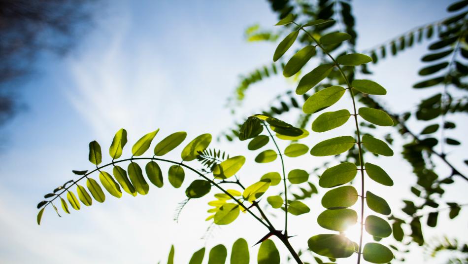 This Farmer from Uttar Pradesh is Earning Lakhs from Moringa! Turning Drumstick Leaves into Gold with Moringa Powder This Farmer from Uttar Pradesh is Earning Lakhs from Moringa! Turning Drumstick Leaves into Gold with Moringa Powder
