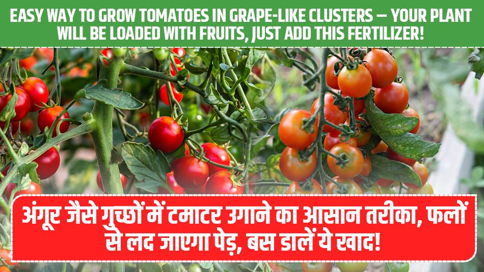 Easy Way to Grow Tomatoes in Grape-Like Clusters – Your Plant Will Be Loaded with Fruits, Just Add This Fertilizer! Easy Way to Grow Tomatoes in Grape-Like Clusters – Your Plant Will Be Loaded with Fruits, Just Add This Fertilizer!