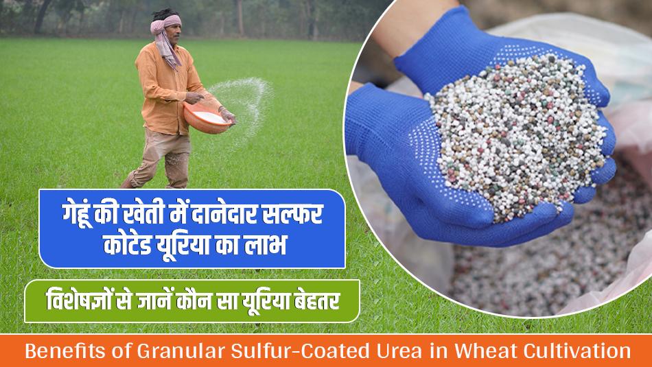Benefits of Granular Sulfur-Coated Urea in Wheat Cultivation: Expert Advice on Which Urea is Better Benefits of Granular Sulfur-Coated Urea in Wheat Cultivation: Expert Advice on Which Urea is Better