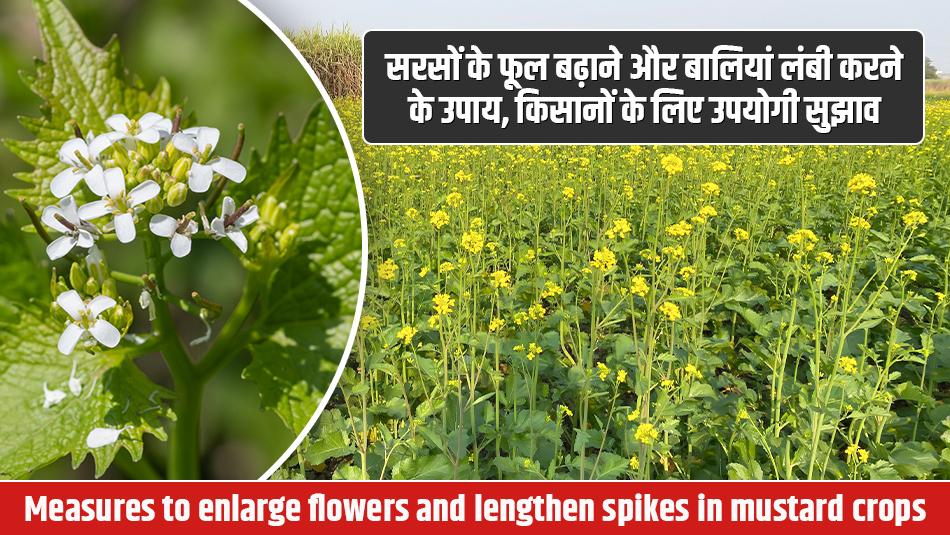 Measures to enlarge flowers and lengthen spikes in mustard crops Measures to enlarge flowers and lengthen spikes in mustard crops