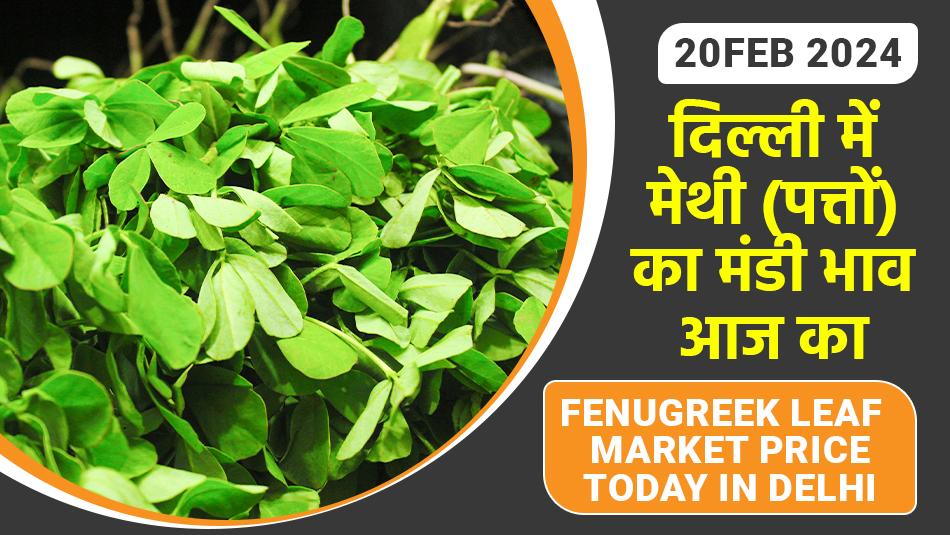 Fenugreek (leaves) price:  दिल्ली में मेथी (पत्तों) का मंडी भाव आज का (19 फरवरी, 2024)