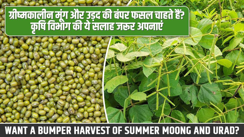Want a Bumper Harvest of Summer Moong and Urad? Follow These Agricultural Department Tips Want a Bumper Harvest of Summer Moong and Urad? Follow These Agricultural Department Tips
