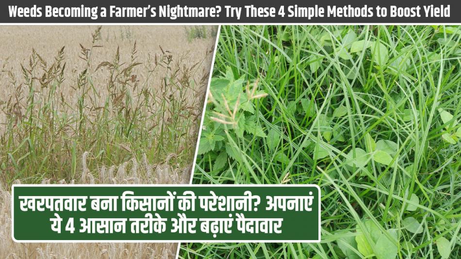 Weeds Becoming a Farmer’s Nightmare? Try These 4 Simple Methods to Boost Yield! Weeds Becoming a Farmer’s Nightmare? Try These 4 Simple Methods to Boost Yield!