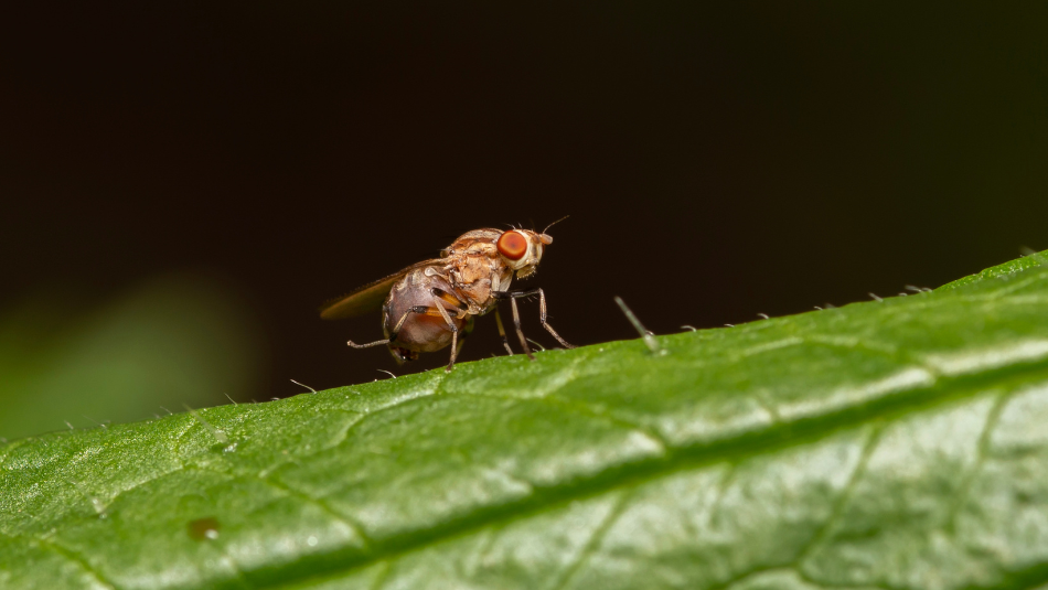 No More Fruit Fly Attacks on Vegetable Crops! Use This Insecticide Effectively No More Fruit Fly Attacks on Vegetable Crops! Use This Insecticide Effectively