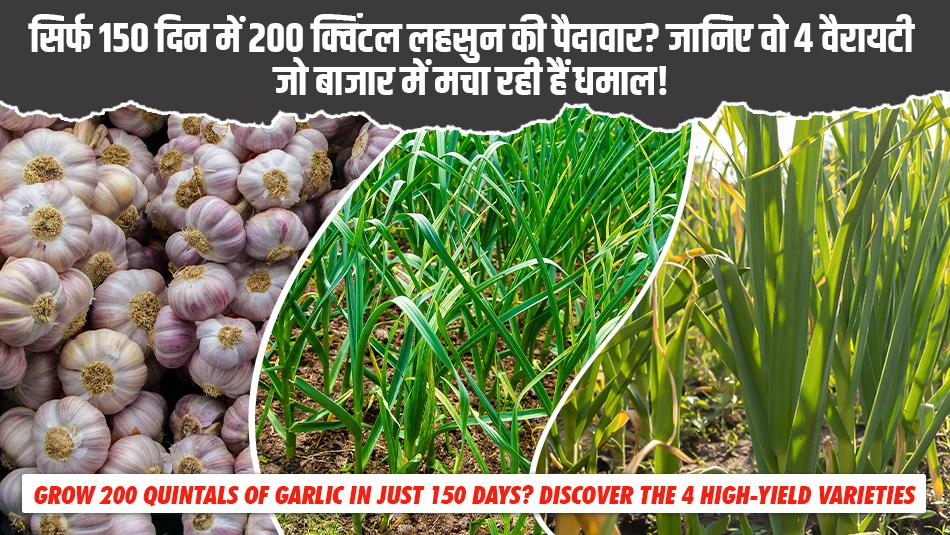 Grow 200 Quintals of Garlic in Just 150 Days? Discover the 4 High-Yield Varieties Making Waves in the Market!