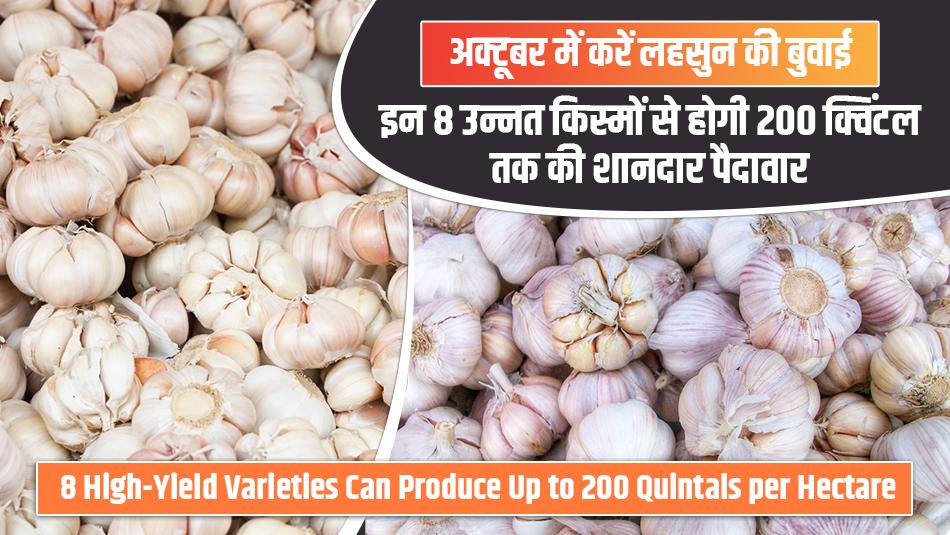अक्टूबर में करें लहसुन की बुवाई, इन 8 उन्नत किस्मों से होगी 200 क्विंटल तक की शानदार पैदावार