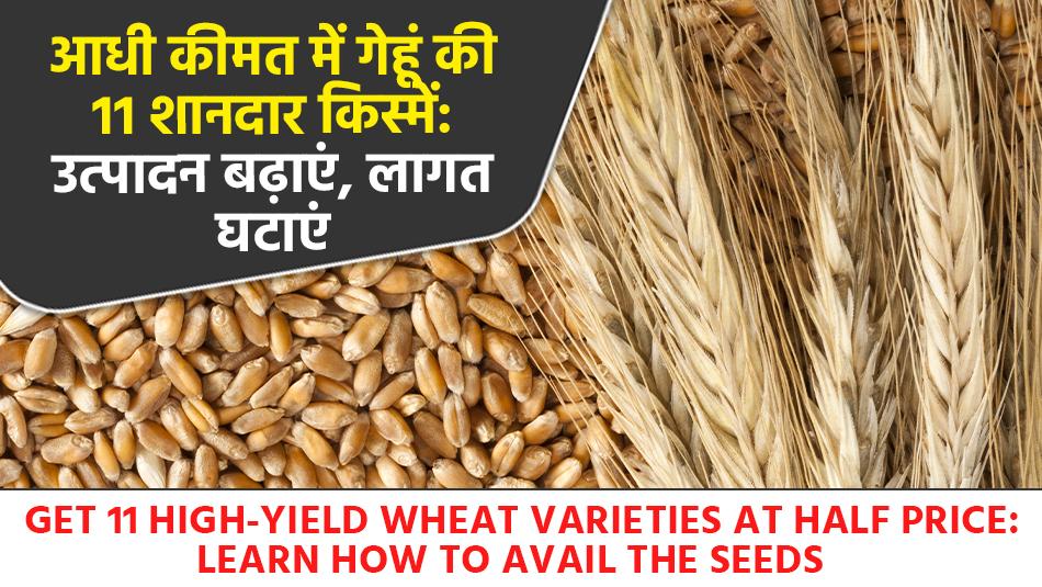 Get 11 High-Yield Wheat Varieties at Half Price, Learn How to Avail the Seeds Get 11 High-Yield Wheat Varieties at Half Price, Learn How to Avail the Seeds