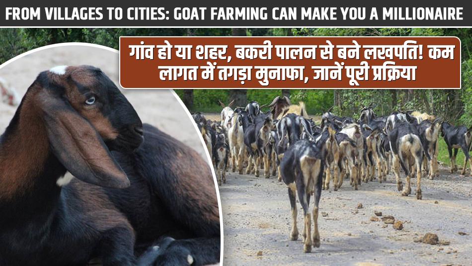 मिल गई देशी गाय की टक्कर की बकरी, दूध और कमाई दोनों में बना देगी लखपति